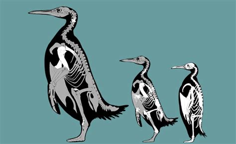 Scientists Find Fossil of Largest Penguin to Ever Roam Earth - CNET