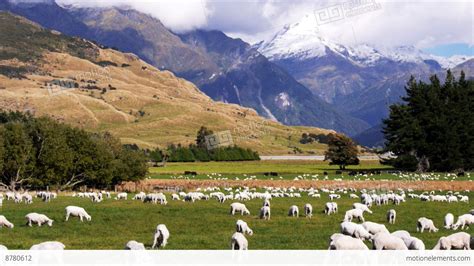 New Zealand Sheep Station Stock video footage | 8780612