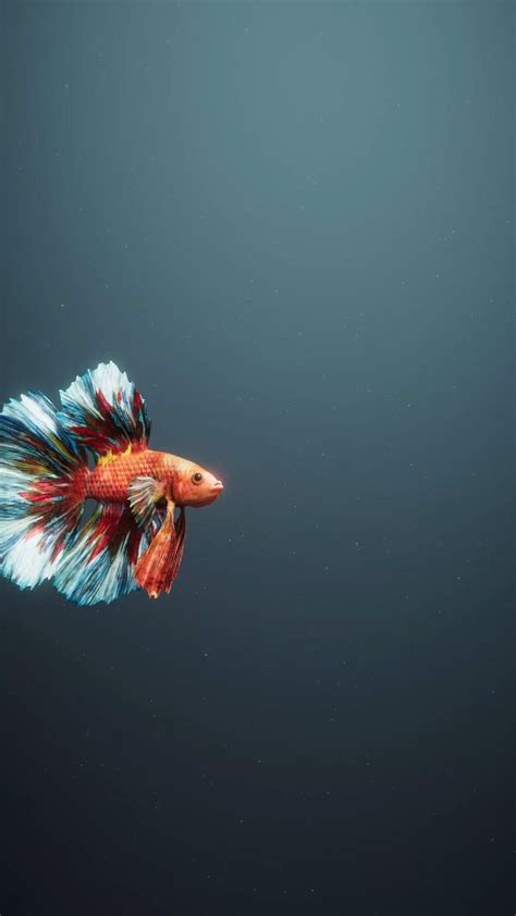 Betta Fish [Video] in 2021 | Betta fish, Fish wallpaper, Live fish wallpaper | Handy hintergrund ...