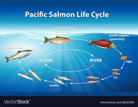 Diagram showing pacific salmon life cycle Vector Image