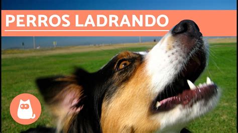 munición Malversar Álgebra audio perro aullando Viento Cenagal incompleto