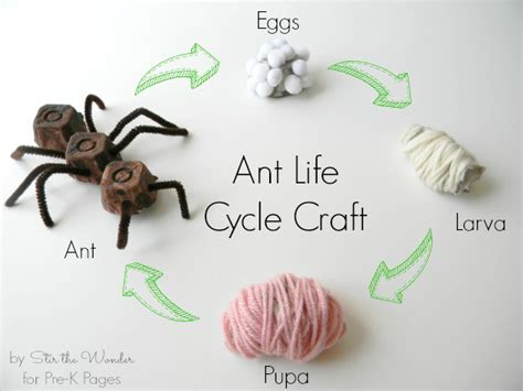 Insect Science: Ant Life Cycle Craft