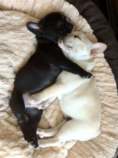 French Bulldog Sleeping Positions You Can’t Ignore - AskFrenchie.com