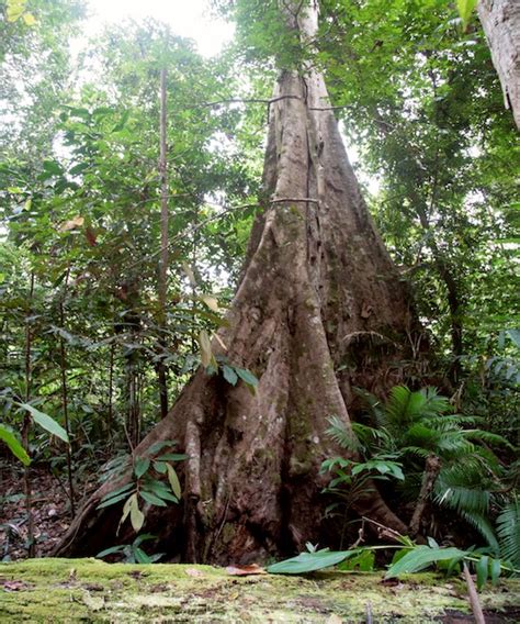 Urgent: Papua New Guinea Tribes Under Threat from Conflict Palm Oil - The Understory ...