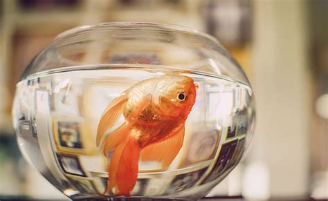 11 Reasons Why Your Fish Keep Dying - FishLab