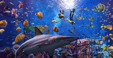 Dubai: The Lost Chambers Aquarium Ultimate Atlantis Snorkel | GetYourGuide