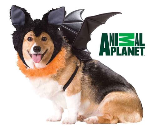 Bat Dog Costume - Pet Costume Center