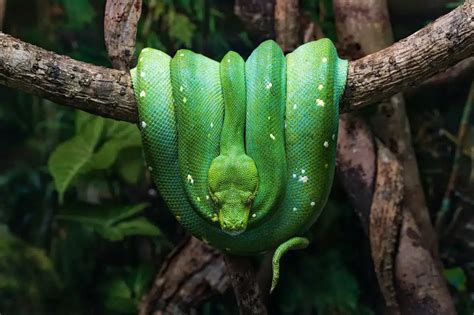 Remove Green Tree Snakes from Your Home | Thailand Snakes