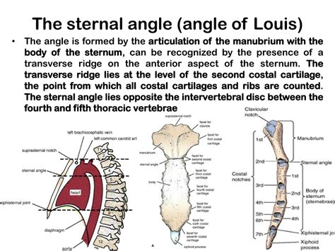 Angle Of Louis Anatomy