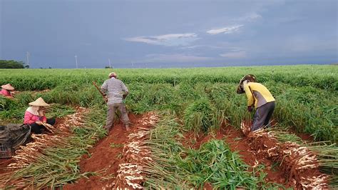 Harvesting ginger - YouTube