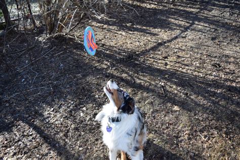 How to teach frisbee tricks to your dog: a beginner’s guide • Dog Mama Blog