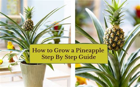 how to grow a pineapple Archives | GARDENS NURSERY