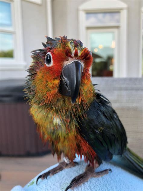 Our baby Sun Conure after his first bird bath | Sun conure, Conure, Conure parrots