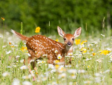 White Tailed Deer Fawn in Meadow | Cute animals, Cute animal pictures, Deer