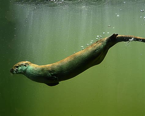 Kostenlose foto : Wasser, Tier, niedlich, Tierwelt, Unterwasser, Zoo ...