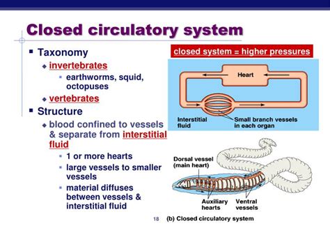 Ppt The Circulatory System Open Vs Closed Powerpoint