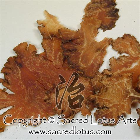 Chinese Herb: Chuan Xiong (Szechuan Lovage Root), Rhizoma Ligustici Chuanxiong