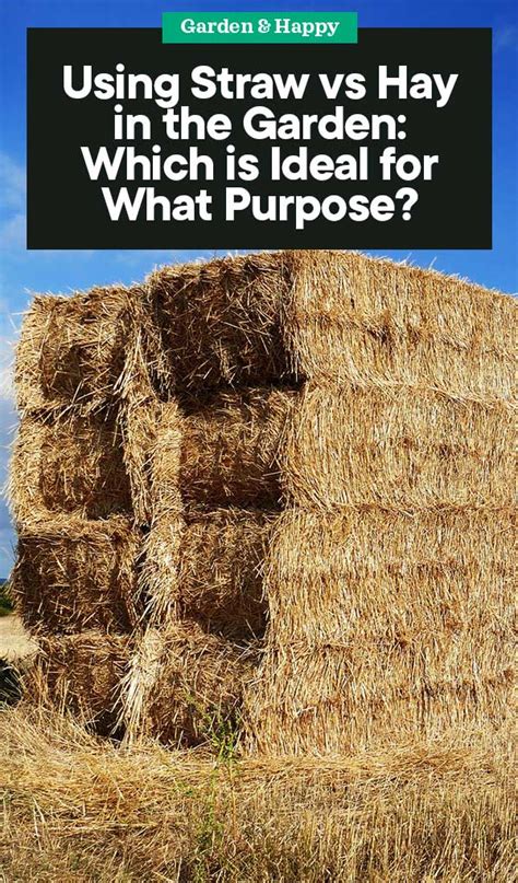 Using Straw vs Hay in the Garden: Which is Ideal for What Purpose? - Garden and Happy