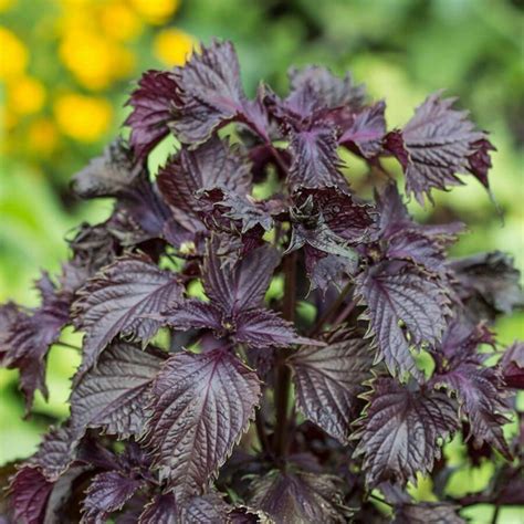 Purple Shiso Seeds (Perilla frutescens var. crispa) - Price €1.55