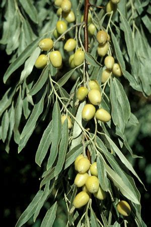 PCA Alien Plant Working Group - Russian-Olive (Elaeagnus angustifolia)