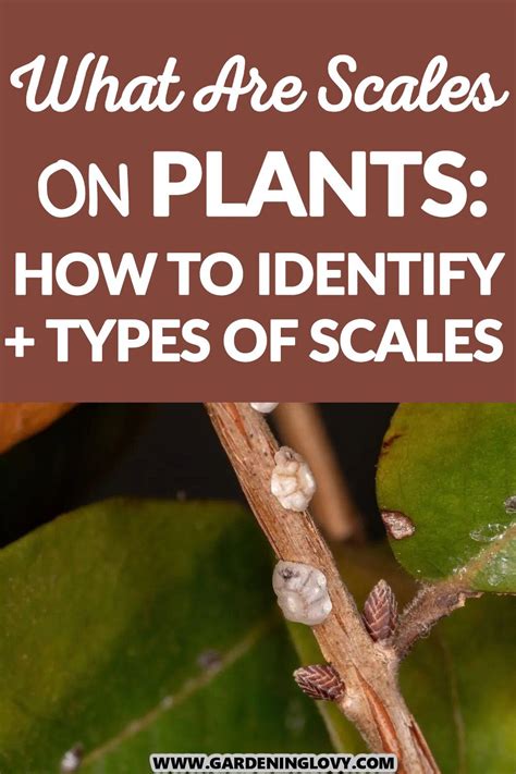 What are scales on plants how to identify types of scale – Artofit