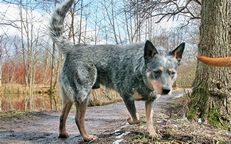 Bluey Australian Cattle Dog - InfoRekomendasi.com