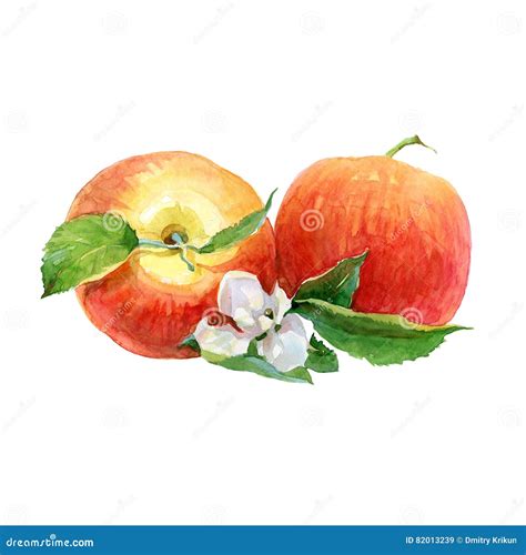 Watercolor Apples on a White Background Stock Illustration ...