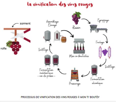 En quoi consiste le travail de vinification