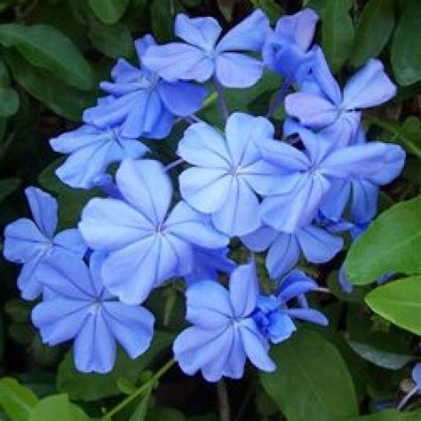 100 Seeds Plumbago Auriculata Bonsai Exotic Perennial Flowers