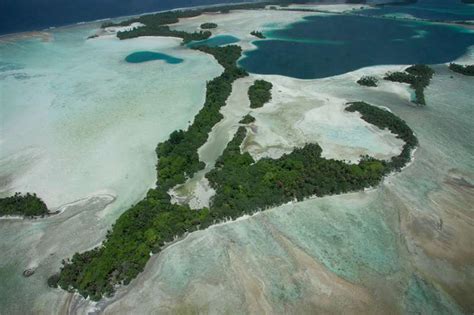 Study shows 5,000 percent increase in native trees on rat-free Palmyra ...