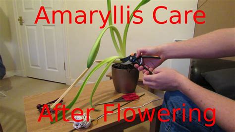 Amaryllis Flower Care After Flowering | Best Flower Site