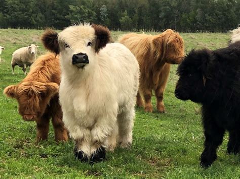 About the Long Haired Cattle Without Horns - Poll Highland