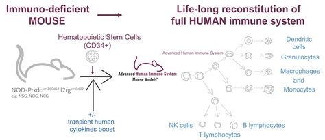 CD34+ Humanized Mouse Models | TransCure bioServices