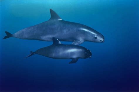 Inician tareas de monitoreo de vaquita marina en el Alto Golfo de ...