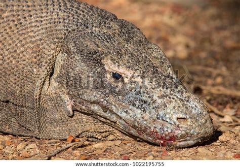 Head Shot Komodo Dragon Blood Around Stock Photo 1022195755 | Shutterstock