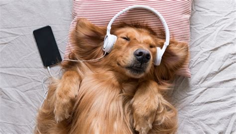 Calming Music for Dogs – What Is It and How Can It Benefit Your Dog