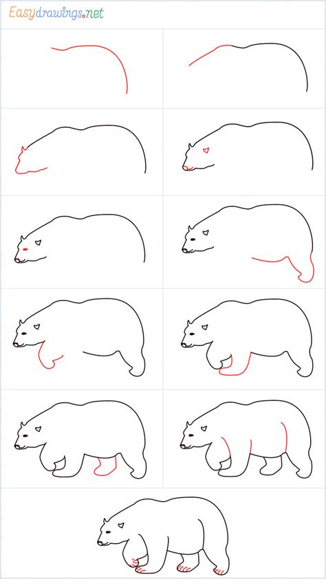 How To Draw A Polar Bear Step by Step - [11 Easy Phase]