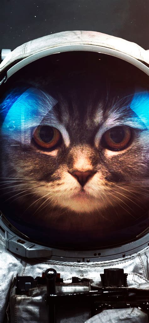 Space suit Wallpaper 4K, Cat, Asteroids, Astronaut, Stars