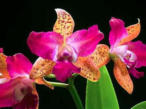 Endangered Plants of Madagascar | HubPages