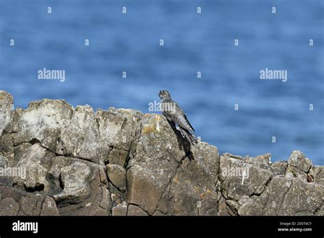 Common Cuckoo, Cuculus canorus, young bird on first migration Stock Photo - Alamy