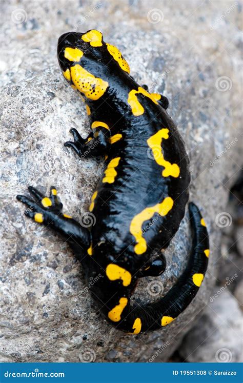 Fire Salamander stock photo. Image of creeps, animal - 19551308