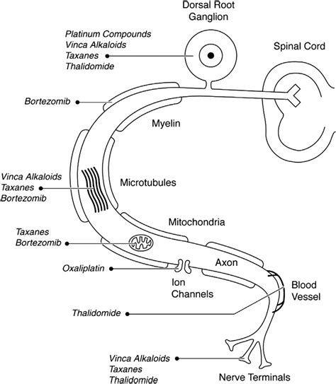 Site of chemotherapy-induced neurotoxicity. 7 | Download Scientific Diagram