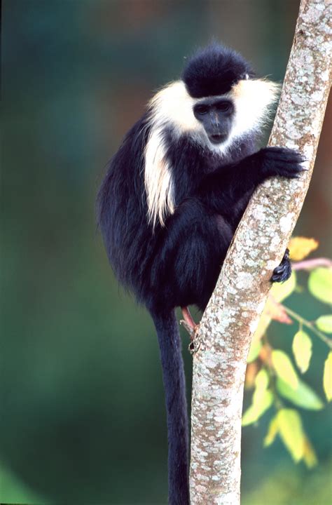 Colobus Monkey Tracking - Treks 2 Rwanda | Guided Vacations and Tours to Rwanda