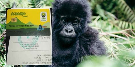 Why are Gorilla trekking Permits Expensive? | Gorilla Tours