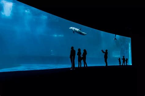 Genoa Aquarium: what to see - Italia.it