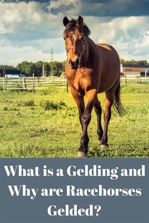 What is a Gelding and Why are Racehorses Gelded? in 2020 | Gelding ...