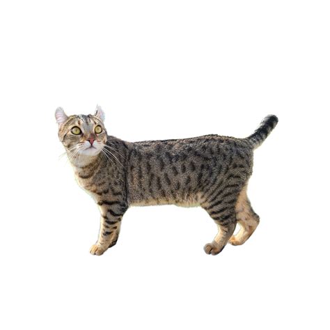 Highlander Cat Breed Information | Highlander Cat Characteristics, Grooming, Temperament Breed ...