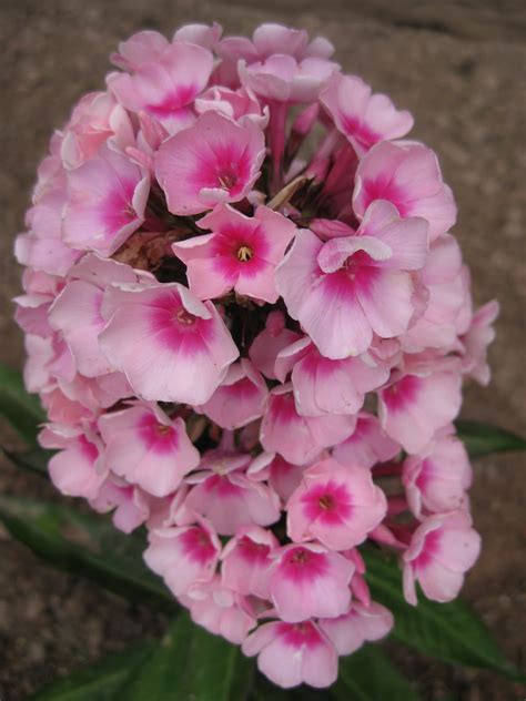 PORCH SITTING TIME: Take some time to smell the Flowers