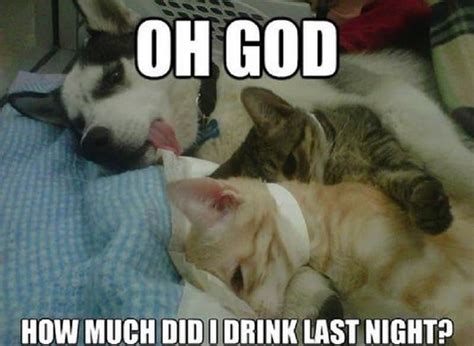 10 Hilarious Memes Of The Relationship Between Cats And Dogs