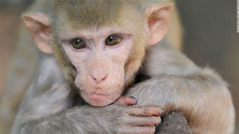 Out on a limb: Pioneering scientists grow monkey arms in the lab